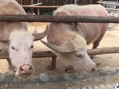 -泉州海丝野生动物世界