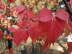 -大兴滨河森林公园