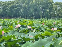-荷塘月色湿地公园·向阳花洲