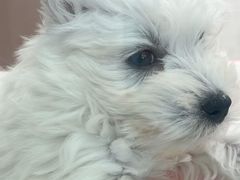 -翊宠yipet猫狗购宠庄园犬舍•猫舍