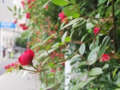 -无锡师范学校附属小学(学前街校区)