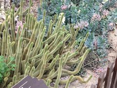 -上海鲜花港