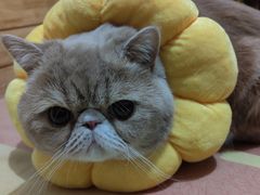 -宠颐生中康贝怡动物医院