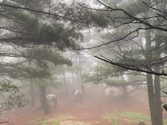 -苍山感通索道