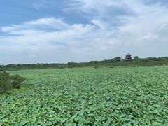 -上海海湾国家森林公园