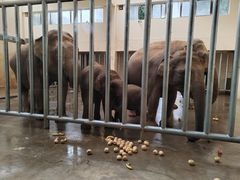 -石家庄市动物园