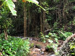 -莫里热带雨林景区