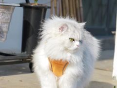 -林泷记·菜饭酒馆·秫香宴