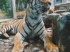 -五龙山野生动物王国