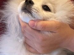 -宠颐生汉谟拉比宠物医院