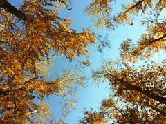 -塞罕坝国家级自然保护区