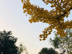 -四川大学(望江校区)