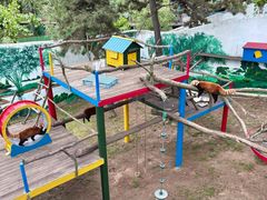 -西霞口神雕山野生动物世界