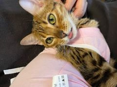 -北京博爱动物医院有限公司