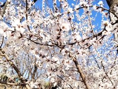 -桃花堤公园