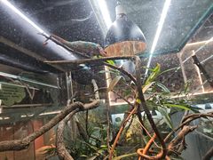 -上海大自然野生昆虫馆(东方明珠·爬宠昆虫探索中心)