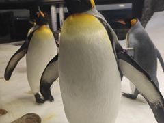 -悉尼海洋生物水族馆