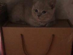 -瑞鹏宠物医院·骨科·猫科·内科(第一中心)