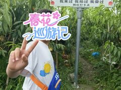 -南汇水蜜桃采摘(大团店)