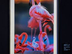 -罗红摄影艺术馆