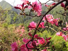 -木兰云雾山