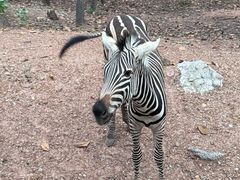 -清迈夜间动物园