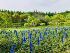 -东平国家森林公园