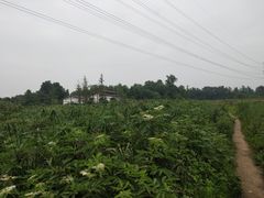 -桤木河湿地公园