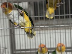 -观桥阁(锦溪店)