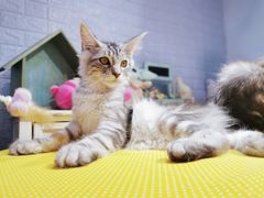 -十年猫舍·猫咪专门店(普陀店)