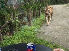 -上海野生动物园老虎餐厅