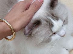 -有喵·猫咖·狗咖·40+猫狗有小奶狗(岗厦店)