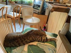 -海边的猫和咖啡馆