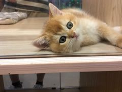 -屋虎猫馆(宝安大仟里店)