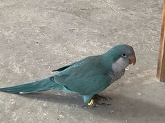 -吉丁鸟咖·异宠·寄养