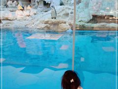 -帝企鹅自助餐厅•儿童岛•真企鹅(长隆企鹅酒店)