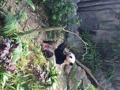 大熊猫-河川生态园