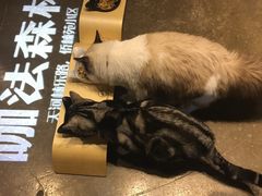 猫猫-咖法森林·咖啡  酒吧(天河店)