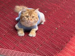 -三林塘老街