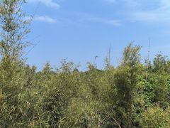 -开平碉楼文化旅游区马降龙景区