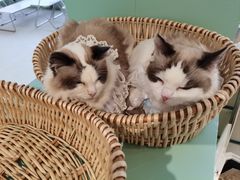 -怪兽屋·羊驼·猫咖·狗咖(俊华广场店)