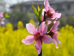 -田园东方蜜桃村的田野营地
