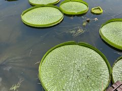-荷塘月色湿地公园·向阳花洲