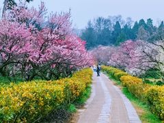 -梅花山(明孝陵内)