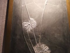 -中华赏石园