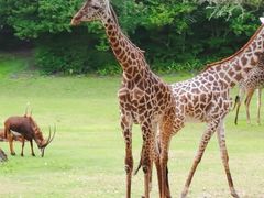 -奥兰多迪士尼动物王国乐园