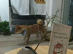 -柴迷FANS CLUB·柴犬狗咖·猫咖