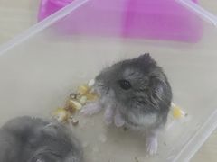-博特宠物医院24h犬猫全科.骨科·异宠