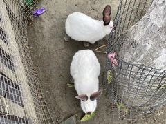 -洪湖家庭农场·团建·露营·会议