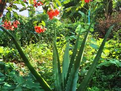 -园林美食城·本土农家菜(杨和镇店)